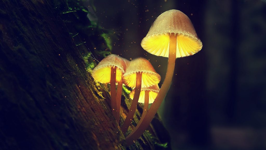 glowing-mushrooms-pic05